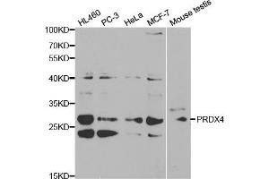 Western blot analysis of extracts of various cell lines, using PRDX4 antibody (ABIN5970695) at 1/1000 dilution. (Peroxiredoxin 4 抗体)