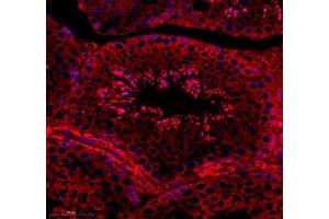 Immunofluorescence of paraffin embedded mouse testis using C1orf173 (ABIN7074073) at dilution of 1: 650 (350x lens) (Glutamate-Rich Protein 3 (ERICH3) 抗体)