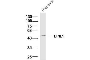 Mouse placenta lysates probed with BPIL1 Polyclonal Antibody, unconjugated  at 1:300 overnight at 4°C followed by a conjugated secondary antibody for 60 minutes at 37°C. (BPIL1 抗体  (AA 1-100))