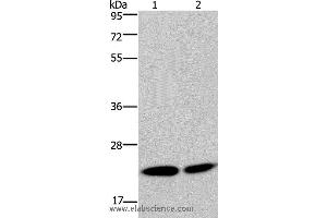 Western blot analysis of Hela and Jurkat cell, using NPM3 Polyclonal Antibody at dilution of 1:300 (NPM3 抗体)