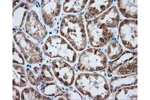 Immunohistochemistry (IHC) image for anti-Mitochondrial Translational Release Factor 1-Like (MTRF1L) antibody (ABIN1498694) (MTRF1L 抗体)