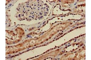 Immunohistochemistry of paraffin-embedded human kidney tissue using ABIN7169304 at dilution of 1:100