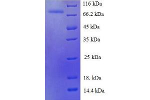 SDS-PAGE (SDS) image for Heat Shock 70kDa Protein 6 (HSP70B') (HSPA6) (AA 1-637), (partial) protein (His tag) (ABIN5711769) (HSPA6 Protein (AA 1-637, partial) (His tag))