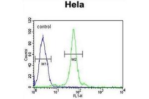 Flow cytometric analysis of Hela cells using CTDSPL Antibody (N-term) Cat. (CTDSPL 抗体  (N-Term))