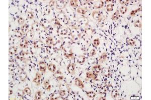 Formalin-fixed and paraffin embedded mouse kidney labeled with Rabbit Anti-DAXX (Ser517) Polyclonal Antibody (ABIN757687) at 1:200 followed by conjugation to the secondary antibody and DAB staining (DAXX 抗体  (pSer517))