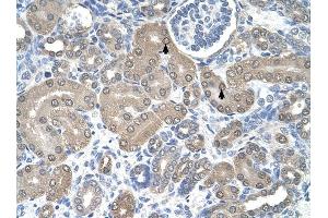 SSR1 antibody was used for immunohistochemistry at a concentration of 4-8 ug/ml to stain Epithelial cells of renal tubule (arrows) in Human Kidney. (SSR1 抗体)