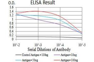 Black line: Control Antigen (100 ng);Purple line: Antigen (10ng); Blue line: Antigen (50 ng); Red line:Antigen (100 ng) (BIN1 抗体  (AA 189-398))