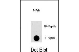 Dot blot analysis of anti-AKT1-p Phospho-specific Pab (Cat. (AKT1 抗体  (pSer473))
