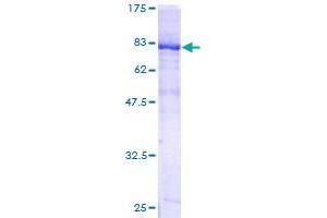 PDZD3 Protein (AA 1-491) (GST tag)