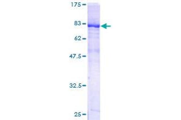 PDZD3 Protein (AA 1-491) (GST tag)