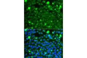 Immunofluorescence analysis of A549 cells using HSPE1 antibody. (HSPE1 抗体  (AA 1-102))