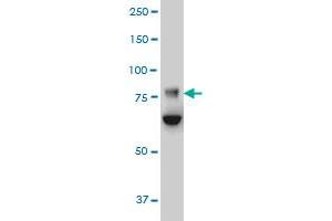 FBXO42 monoclonal antibody (M02), clone 2F10 Western Blot analysis of FBXO42 expression in HeLa .