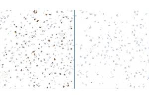 Immunocytochemistry (ICC) image for anti-Replication Protein A2, 32kDa (RPA2) (pSer33) antibody (ABIN7795805)