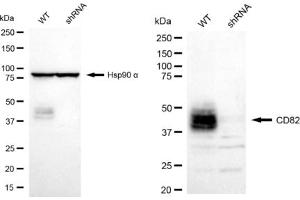 anti-CD82 (CD82) antibody