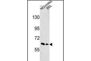 Western blot analysis of hEPHA3- (ABIN391887 and ABIN2841707) in NCI-,293 cell line lysates (35 μg/lane). (EPH Receptor A3 抗体  (N-Term))