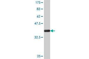Western Blot detection against Immunogen (37. (ILKAP 抗体  (AA 293-392))