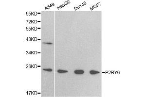 Western blot analysis of extracts of various cell lines, using P2RY6 antibody (ABIN5971321) at 1/500 dilution. (P2RY6 抗体)