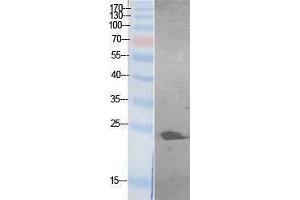 Western Blotting (WB) image for anti-Growth Factor, Augmenter of Liver Regeneration (GFER) (Internal Region) antibody (ABIN3187995) (GFER 抗体  (Internal Region))