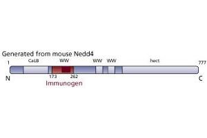 Image no. 3 for anti-Neural Precursor Cell Expressed, Developmentally Down-Regulated 4, E3 Ubiquitin Protein Ligase (NEDD4) (AA 173-262) antibody (ABIN968557) (NEDD4 抗体  (AA 173-262))