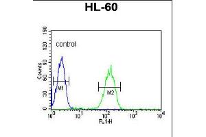 Flow cytometric analysis of HL-60 cells (right histogram) compared to a negative control cell (left histogram). (CA5B 抗体  (C-Term))