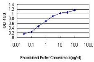 Detection limit for recombinant GST tagged BUB1 is approximately 0. (BUB1 抗体  (AA 1-1085))