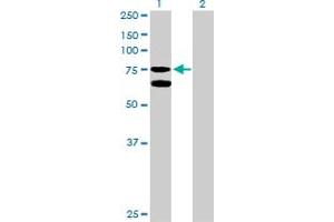 Western Blot analysis of GARS expression in transfected 293T cell line by GARS MaxPab polyclonal antibody. (GARS 抗体  (AA 1-685))