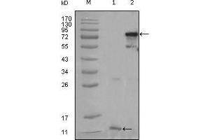 Western Blot showing PPARG antibody used against truncated PPARG-His recombinant protein (1) and full-length PPARG (aa1-477) transfected CHO-K1 cell lysate (2). (PPARG 抗体  (AA 170-270))