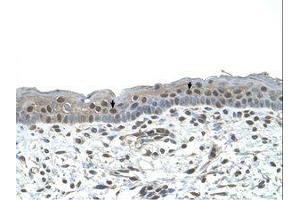 Image no. 1 for anti-Nuclear Receptor Subfamily 2, Group C, Member 2 (NR2C2) (AA 451-500) antibody (ABIN321359)