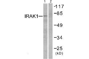 Western blot analysis of extracts from HeLa cells, using IRAK1 (Ab-387) antibody. (IRAK1 抗体  (Thr387))