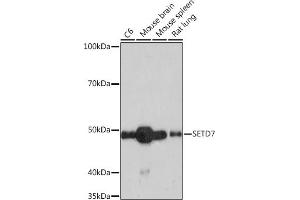 Western blot analysis of extracts of various cell lines, using SETD7 Rabbit mAb (ABIN7270261) at 1:1000 dilution. (SETD7 抗体)