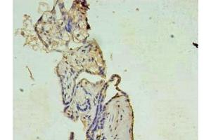 Immunohistochemistry of paraffin-embedded human placenta tissue using ABIN7175875 at dilution of 1:100 (XAGE1 抗体  (AA 1-81))