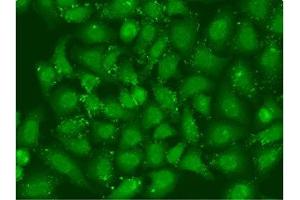 Immunofluorescent analysis of U2OS cells using ABIN7141844 at dilution of 1:100 and Alexa Fluor 488-congugated AffiniPure Goat Anti-Rabbit IgG(H+L). (XBP1 抗体  (AA 1-261))