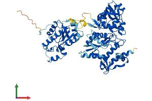AlphaFold protein structure predicition of Mouse Recombinant Papss2 Protein, UniprotID O88428