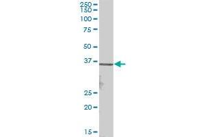 VGLL2 MaxPab polyclonal antibody. (VGLL2 抗体  (AA 1-317))