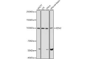 Western blot analysis of extracts of various cell lines, using EZH2 antibody (ABIN6133511, ABIN6140395, ABIN6140399 and ABIN6221414) at 1:1000 dilution. (EZH2 抗体  (AA 1-250))