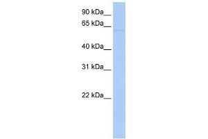 LRRC56 antibody used at 1 ug/ml to detect target protein. (LRRC56 抗体  (N-Term))