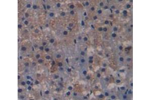 IHC-P analysis of Kidney tissue, with DAB staining. (Endonuclease G 抗体  (AA 1-294))