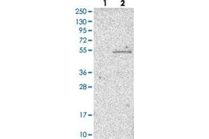 Western blot analysis of Lane 1: Negative control (vector only transfected HEK293T lysate) Lane 2: Over-expression lysate (Co-expressed with a C-terminal myc-DDK tag (~3. (WSB1 抗体)