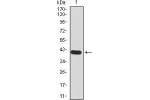 Western blot analysis using RALA mAb against human RALA (AA: 71-203) recombinant protein. (rala 抗体  (AA 71-203))