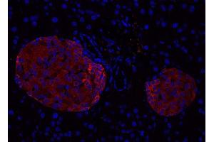 Indirect immunostaining of PFA fixed paraffin embedded mouse pancreas section (dilution 1 : 500; red). (Complexin 1, 2 (AA 122-134) 抗体)
