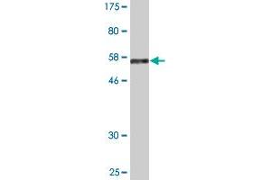 Western Blot detection against Immunogen (55. (EAF1 抗体  (AA 1-268))