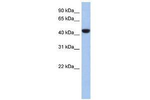WB Suggested Anti-C2orf53 Antibody Titration: 0. (PRR30 抗体  (Middle Region))