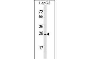 Western blot analysis in HepG2 cell line lysates (35ug/lane). (OR8B12 抗体  (C-Term))