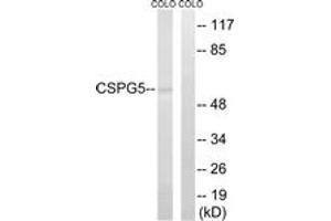 Western Blotting (WB) image for anti-Chondroitin Sulfate Proteoglycan 5 (Neuroglycan C) (CSPG5) (AA 211-260) antibody (ABIN2890217) (CSPG5 抗体  (AA 211-260))