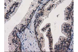 Image no. 2 for anti-Eukaryotic Translation Initiation Factor 4E Family Member 2 (EIF4E2) antibody (ABIN1497992) (EIF4E2 抗体)