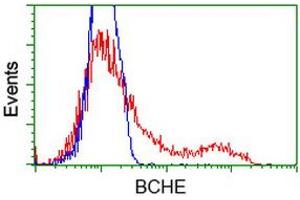 Image no. 3 for anti-Butyrylcholinesterase (BCHE) antibody (ABIN1496836) (Butyrylcholinesterase 抗体)