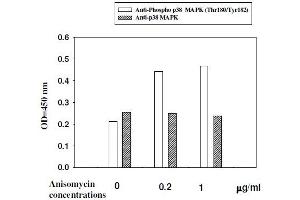 Image no. 5 for Mitogen-Activated Protein Kinase 14 (MAPK14) ELISA Kit (ABIN1981835)