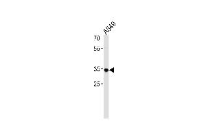 RHOXF2B Antibody (Center) (ABIN1538705 and ABIN2838200) western blot analysis in A549 cell line lysates (35 μg/lane). (RHOXF2B 抗体  (AA 95-121))