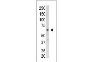 Western blot analysis of SENP3 N-term polyclonal antibody (ABIN388047 and ABIN2845593) in Saos-2 cell lysate. (SENP3 抗体  (N-Term))