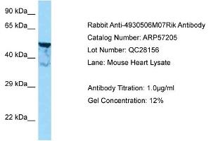 Western Blotting (WB) image for anti-Shootin-1 (SHTN1) (N-Term) antibody (ABIN2787118) (Shootin-1 (SHTN1) (N-Term) 抗体)